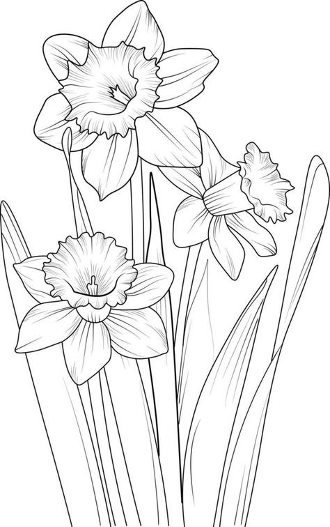 A hand-drawn daffodil flower coloring book of vector illustration artistic, blossom flowers narcissus isolated on white background, sketch art leaf branch botanic collection for adults and children Line Drawing Daffodil, Narcissus Flower Painting, Dafodill Flowers Drawing, Daffodil Flower Drawing, Narcissus Illustration, Daffodil Outline, Narcissus Flower Drawing, Daffodils Drawing, Daffodils Illustration