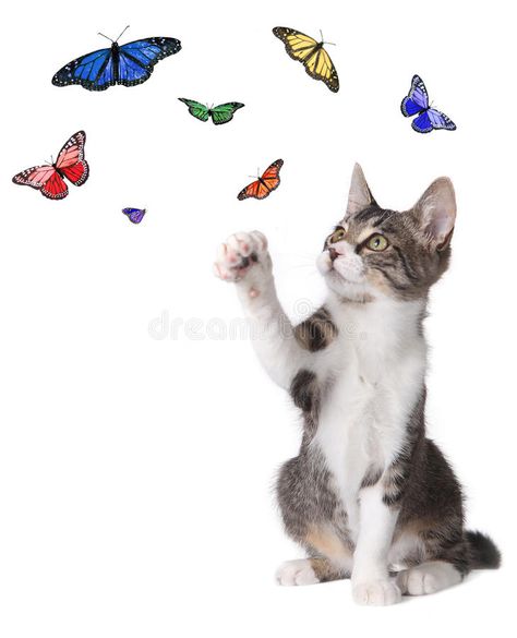 Kitten Batting at Butterflies. Playful Kitten Batting at Butterflies Flying Arou , #spon, #Batting, #Kitten, #Butterflies, #Flying, #Playful #ad Cat Batting At Butterfly, Donkey Paintings, Gothic Cat, Butterflies Flying, Print Ideas, Stock Photography Free, Floral Illustrations, Cat Tattoo, Painting Inspiration