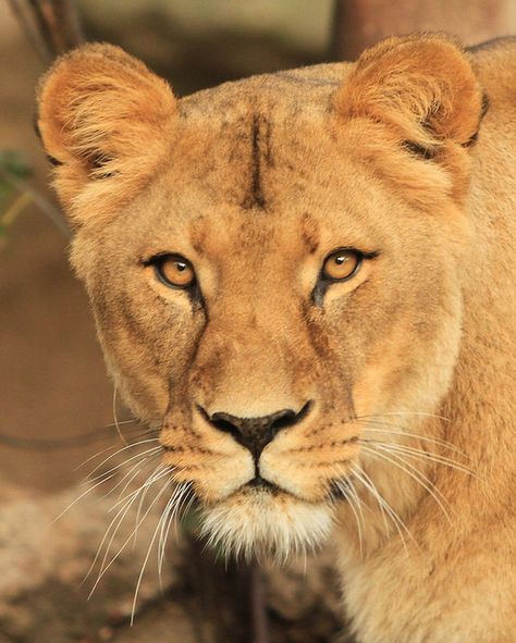 Lioness- love this photo for a tattoo representing me.  :) Female Lion Aesthetic, Lioness Roar, Lioness Photo, Lioness Photography, Lioness Face, Lioness Images, Lion Female, Lioness Queen, Lion Ears