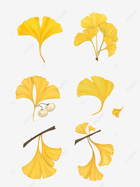 Ginkgo Leaves Drawing, Gingko Leaves Drawing, Ginkgo Illustration, Ginkgo Tattoo, Plant Drawings, Ginko Biloba, Leaves Clipart, Silversmithing Jewelry, Hand Clipart