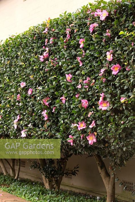 Camellia casanqua - A clipped Camellia hedge with single mid pink flowers, planted in a raised garden bed with an underplanting of Native Violet, Viola hederaceae. Camilla Plant In Garden, Camellia Hedge Gardens, Espalier Camellia, Camelia Hedge, Garden Hedge Ideas, Camellia Hedge, Camelia Garden, Native Violet, Front Yard Hedges