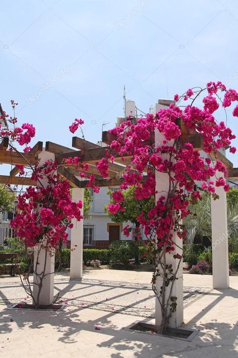 Bougainvillea Trellis, Backyard Resort, Flower Trellis, Backyard Flowers, Garden Entrance, Beautiful Pink Flowers, Decoration Plante, Trellis Design, Entrance Design