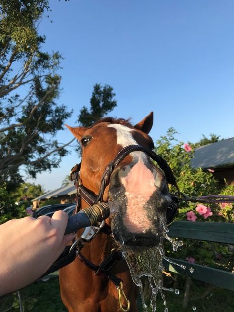 My Horse, Perfectly Timed Photos, Water