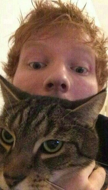 Ed Sheeran Memes, Ed Sheeran Facts, Celebrities With Cats, Ed Sheeran Lyrics, Ed Sheeran Love, Cutest Pets, You Have Been Warned, Cat People, Lorde