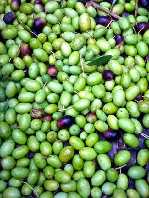 Olives Marinated, Pickled Olives, Olive Brine, Olive Harvest, Fresh Olives, Marinated Olives, Olive Oil Recipes, Brine Recipe, Food Gardening