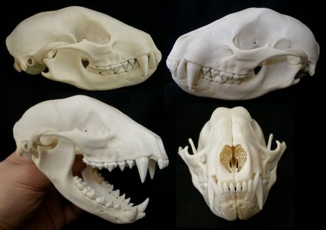 https://flic.kr/p/dN5oJ2 | Crâne de Raton Laveur / Raccoon Skull (Procyon lotor) | Crâne de subadulte mâle Raton Laveur Américain Subadult male American Raccoon Skull (<i>Procyon lotor</i>) Around 10 months old specimen.  Thanks to Sébastien for this specimen ! <a href="http://fr.wikipedia.org/wiki/Raton_laveur" rel="nofollow">fr.wikipedia.org/wiki/Raton_laveur</a>   Lenght : 11,5 cm/4.5 inches  Classe : Mammalia Ordre : Carnivora, Caniformia Famille : Procyonidae Genre : Procyon Raccoon Skull Tattoo, Animals Skull, Skull References, Raccoon Skull, Raccoon Tattoo, Skull Reference, Ren Fair, Vulture Culture, Animal Bones