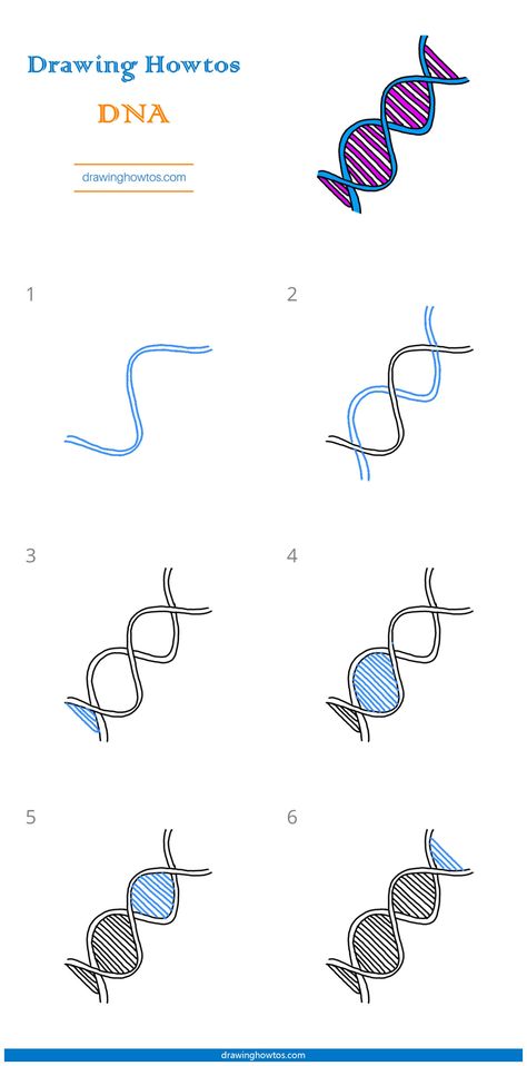 Dna Drawing Easy, How To Draw Dna Step By Step, Dna Drawing Science, Dna Drawing Art, Dna Drawing, Draw Anatomy, Dna Tree, Easy Pictures To Draw, Easy Drawing Guides