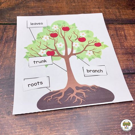 Children place the Tree Part Words in the correct place on the Tree Mat., this activity would go great with a book all about the parts of a tree like Mrs. Peanuckle's Tree Alphabet by Mrs. Peanuckle. #prekprintablefun Preschool Parts Of A Tree, Tree Parts Preschool, Preschool Tree Study Activities, Parts Of A Tree Preschool Activities, Preschool Tree Study, Parts Of A Tree Preschool, Tree Preschool Activities, Leaves Preschool Activities, Tree Activities For Preschool