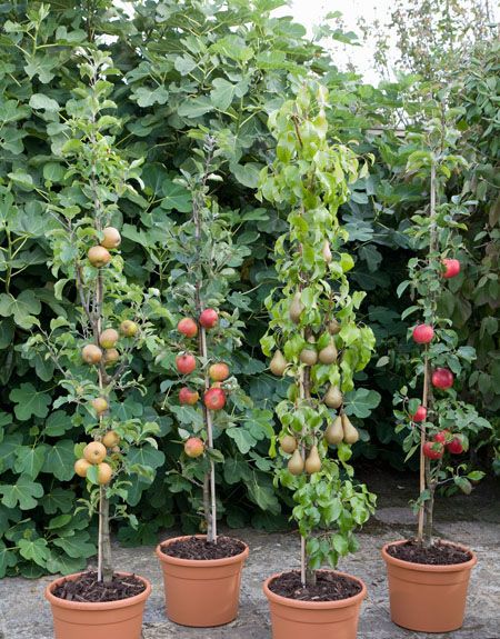 Fruit Trees In Containers, Bonsai Fruit Tree, Potted Fruit Trees, Espalier Fruit Trees, Fruit Tree Garden, Fruit Growing, Growing Raspberries, Growing Fruit Trees, Potted Trees