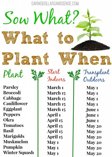 Check out this handy gardening chart to know when to start growing your seeds indoors and when to transplant them outdoors. Gardening Chart, What To Plant When, Plantarea Legumelor, Kebun Herbal, Taman Diy, نباتات منزلية, Veg Garden, Home Vegetable Garden, Food Garden