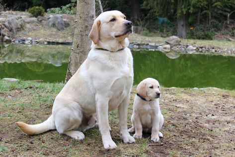 English Labrador vs American Labrador vs British Labrador American Labrador, English Labrador, Dog Movies, Perfect English, Dog Things, Retriever Puppies, Labrador Retriever Puppies, Hard Body, American English