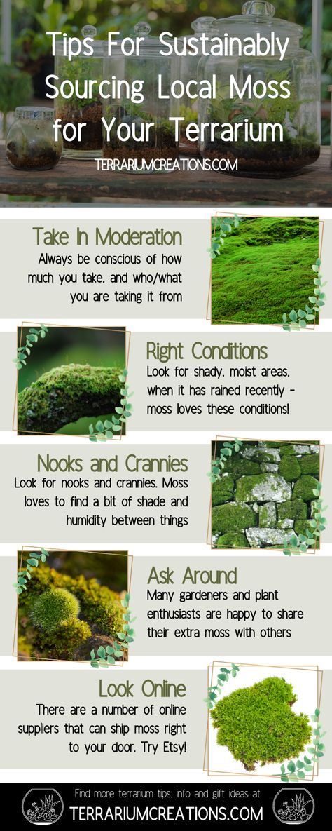 Not only does it add a splash of color and life to any terrarium, sourcing moss can be surprisingly easy. - #terrariums #Terrarium DIY & How To's How To Terrarium, Propagating Moss, Bioactive Terrarium, Self Sustaining Terrarium, Diy Moss, Bottle Terrarium, Types Of Moss, Growing Moss, Terrarium Ideas