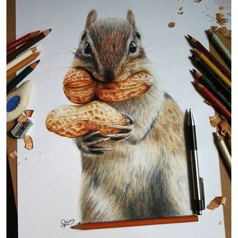 Go nuts!  Its #SquirrelAppreciationDay  Sketch a thoughful rendering.  Pencil works are trending.  Experience the sheer texture from #BruynzeelExpression colour pencil @RoyalTalens1899 Our curated vendor at our January Collection @SmartArtBox http://ow.ly/X5nn30hUvyL Realistic Animal Drawings, Beautiful Pencil Drawings, Crayons Pastel, Color Pencil Sketch, Prismacolor Art, Realistic Pencil Drawings, Colored Pencil Artwork, Beauty Art Drawings, Indian Art Paintings