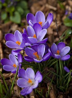 Purple Crocus Purple Crocus, Purple Flowers Garden, Crocus Flower, Blue And Purple Flowers, Flower Names, Flower Therapy, Beautiful Flowers Pictures, Types Of Flowers, Flower Images