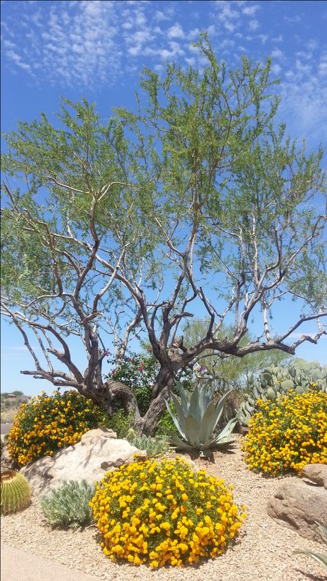 Scottsdale front yard by Peggy De La Garza, Trademark Landscape Modern Southwest Landscaping, Modern Desert Landscaping Front Yards, Arid Garden, Ibiza Garden, Desert Landscape Front Yard, Palm Springs Garden, Desert Scape, Desert Landscape Design, Xeriscape Front Yard