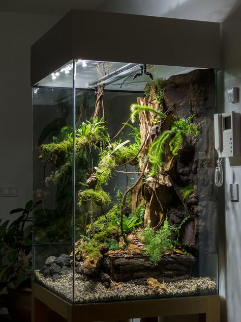 living room display tank (pics as I go) | Page 5 | Dendroboard Big Terrarium Ideas, Vertical Terrarium, Reptile Terrarium Ideas, Big Terrarium, Dart Frog Terrarium, Frog Terrarium, Gecko Terrarium, Living Room Display, Craft Table Diy