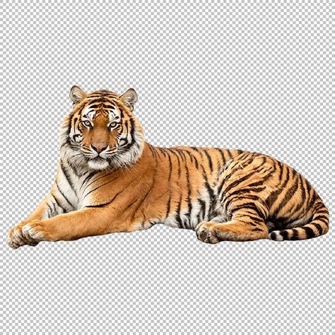 Tiger Png Hd, Tiger Png, Asian Tigers, Max On, April 19, Png Image, Bohemian Style, Png Images, On Instagram