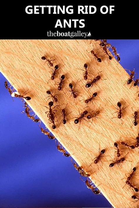 Help for getting rid of ants--or keeping them from being a problem to begin with. Ants In Garden, Ant Infestation, Ant Control, Rid Of Ants, Kill Ants, Carpenter Ant, Get Rid Of Ants, Fire Ants, Flea Prevention