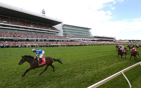 British jockey Ryan Moore celebrates after riding Protectionist to win the   2014 Melbourne Cup at Flemington Racecourse in Melbourne Horse Racing Fashion, Sports Quiz, Jockey Silks Horse Racing, Melbourne Cup Horses, Flemington Racecourse, Grand National Horse Race, Harness Racing Horses, Romantic Adventures, Man Cave Wall Art