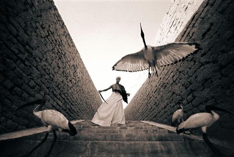 Gregory Colbert ~ Ashes and Snow. Gregory Colbert, Animals Friends, Great Photos, Filmmaking, Antonio Mora Artwork, Beautiful Pictures, Toronto, Art Photography, Art Gallery