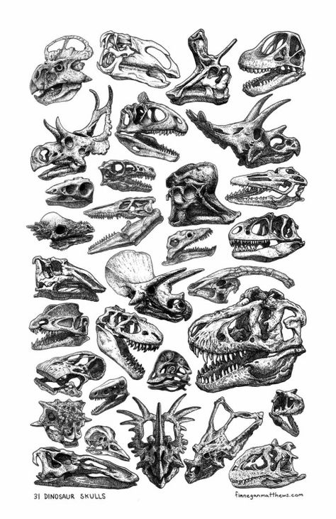 Dinosaur skulls! On a poster! Mailed straight to you! Get them while they last: http://www.finneganmatthews.com/prints/31-dinosaur-skulls