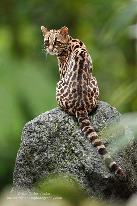 Margay