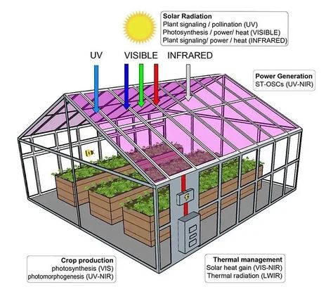 Types Of Farming, Red Leaf Lettuce, Photovoltaic Cells, Greenhouse Shed, Greenhouse Ideas, Solar Cells, Light Filters, Sustainable Agriculture, Garden Architecture