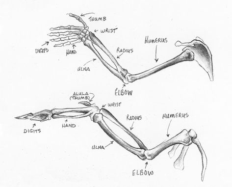 Avian Anatomy, Bone Study, Giant Days, Bird Monster, Wing Anatomy, Bird Anatomy, Swan Sculpture, Swan Animal, Swan Wings