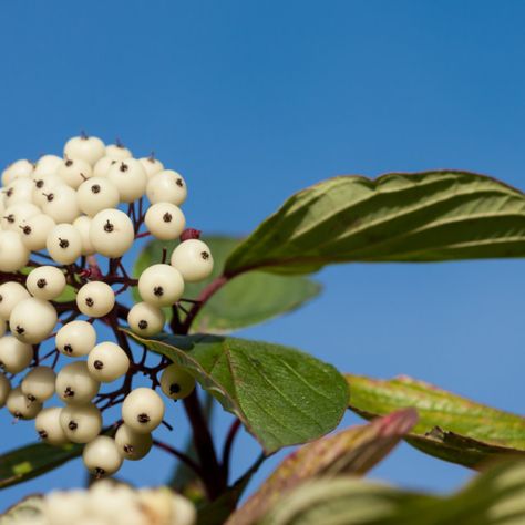 Dogwood Berries, Dogwood Shrub, Red Osier Dogwood, Winter Foliage, Dogwood Flower, White Berries, Flora Flowers, Dogwood Trees, Dogwood Flowers