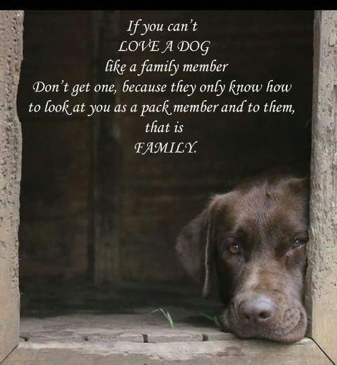 Animals are family Dog Rules, Brown Dog, Animal Quotes, Dog Quotes, Dog Stuff, Look At You, A Quote, Animals Friends, Dog Life