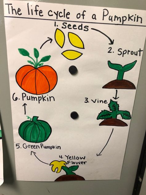 Cycle Of A Pumpkin Preschool, Pumpkin Themed Art For Preschoolers, Fall Harvest Curriculum, Pumpkin Large Group Activities, Preschool Pumpkin Exploration, Exploring Pumpkins Preschool, Pumpkin Question Of The Day Preschool, Pumpkin Life Cycle Anchor Chart, Life Cycle Of A Pumpkin Anchor Chart