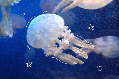 Aquatic Aesthetic Icons, Aesthetic Sea Creatures, Wallpaper Agua, Jellyfish Swimming, Princess Jellyfish, You Are My Moon, Cocoppa Wallpaper, Beautiful Sea Creatures, Aquatic Animals