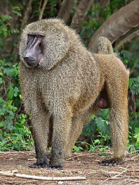 Forest Mosaic, Monkey Reference, Olive Baboon, Gelada Baboon, Baboon Monkey, Animal Types, African Animals Photography, African Images, Animal Mix