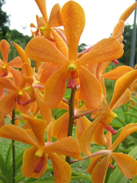 Orange Mokara Singapore Orchid, Mokara Orchids, Orchids, Singapore, Orange, Flowers, Floral