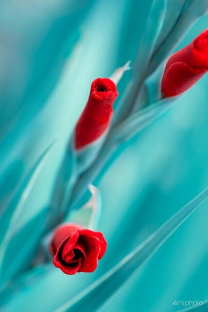 Red roses Turquoise And Red Aesthetic, Red And Teal Aesthetic, Turquoise Cottage, Turquoise Aesthetic, Red And Aqua, Verde Tiffany, Paper Streamers, Red And Teal, Red Turquoise