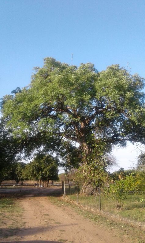 Tree of Life - Marula Tree — Steemit Marula Tree, Beautiful Trees, Marula Oil, Local Beer, Fruit Plants, Tree Leaves, Beautiful Tree, Fruit Trees, Tree Of Life