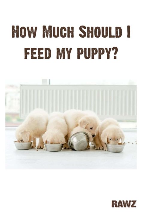 Getting a new puppy is exciting, but a big responsibility. New dog parents want to make sure that they are doing everything they can to keep their puppy healthy, and diet plays a primary role. Knowing when, how much and how often to feed a new puppy is key to helping them maintain a healthy lifestyle. Read on to learn more about feeding your puppy. Feeding Multiple Dogs, Puppy Feeding Schedule, Feeding Puppy, Getting A New Puppy, Best Puppy Food, Puppy Feeding, Mini Puppies, Derby Girl, Pound Puppies