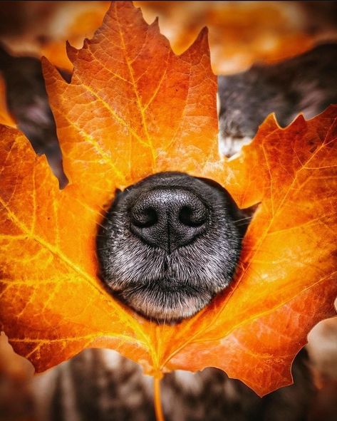 Dog Costume Photoshoot, Fall Pictures With Dogs Photo Ideas, Puppy In Fall Leaves, Dogs And Pumpkins Pictures, Fall Dog Wallpaper Iphone, Pumpkin Patch Photoshoot With Dog, Dog Fall Photoshoot Ideas, Dog Halloween Picture Ideas, Mommy And Dog Photo Shoot