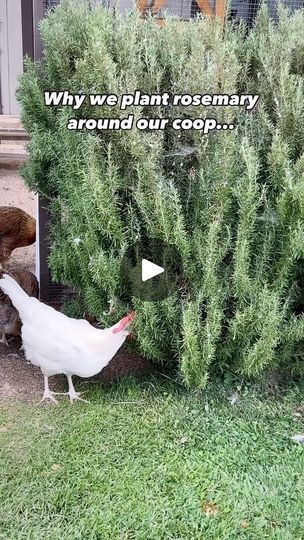 270K views · 53K reactions | Two of my most favorite plants to place around the coop are Rosemary and Lavender.  The chickens will take little nibbles, and hide underneath to dust bathe.  I think they love the scent and the benefits just as much as I do.  Because chickens like to nibble on plants, it’s important to make sure what you plant around their coop and yard is safe and nontoxic. | 𝑺𝒑𝒐𝒊𝒍𝒆𝒅 𝑹𝒐𝒕𝒕𝒆𝒏 𝑹𝒂𝒏𝒄𝒉 | 𝑨𝒏𝒊𝒎𝒂𝒍 𝑺𝒂𝒏𝒄𝒕𝒖𝒂𝒓𝒚 | Richard LaForge · Autumn Breeze Plants To Put Around Chicken Coop, Plants To Plant Around Chicken Coop, Plant Around Chicken Coop, Herbs To Give Chickens, Plants Chickens Wont Eat, Chicken Coop Garden, Backyard Chicken Farming, Raising Backyard Chickens, Chicken Coop Designs