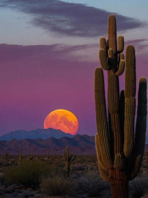 Arizona Aesthetic, Foto Cowgirl, Sky Art Painting, Apache Junction, Beautiful Landscape Photography, Desert Vibes, Pretty Landscapes, Desert Sunset, Sky Color