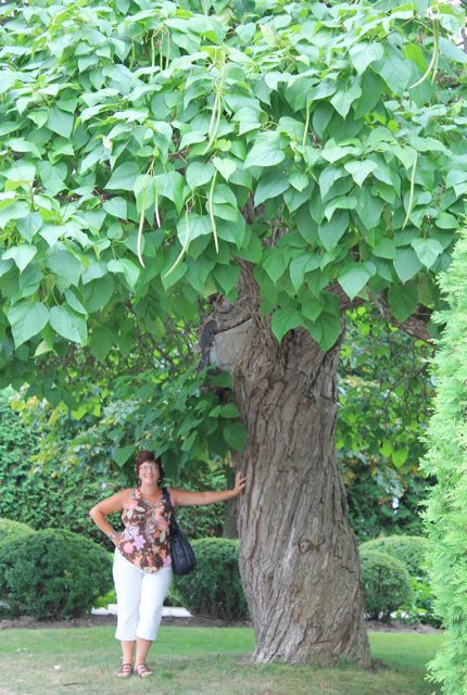 Cottage Country Reflections: Catalpa trees are amazing! Ontario Flowers, Catalpa Tree, Fall Floral Arrangements, Daisy Love, Specimen Trees, Backyard Retreat, Deciduous Trees, Concrete Planters, Garden Trees