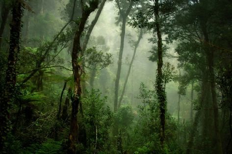 Forest Exploring, Forest Inspiration, Lord Of The Flies, Green Power, Deep Forest, South Asia, Green Trees, Enchanted Forest, Lonely Planet