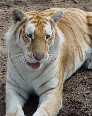 Strawberry Tiger Golden Bengal Tiger, Golden Tiger Art, Golden Tabby Tiger, Golden Tabby, Golden Tigers, Haiwan Comel, Beautiful Wildlife, Anak Haiwan, Tiger Pictures