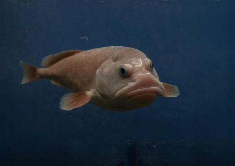 Blob fish Blob Fish, Deep Sea Life, Ugly Animals, Marine Pollution, Deep Sea Creatures, Marine Ecosystem, Animal Hide, Underwater Creatures, Types Of Fish