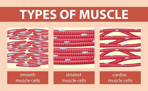 Types of muscle cell diagram | Premium Vector #Freepik #vector #physiology #human-anatomy #muscle-anatomy #anatomy Muscle Tissue Drawing, Types Of Muscle Tissue, Tissue Drawing, Muscle Cell, Cardiac Muscle Cell, Muscle Diagram, Cell Diagram, Types Of Muscles, Muscle Anatomy