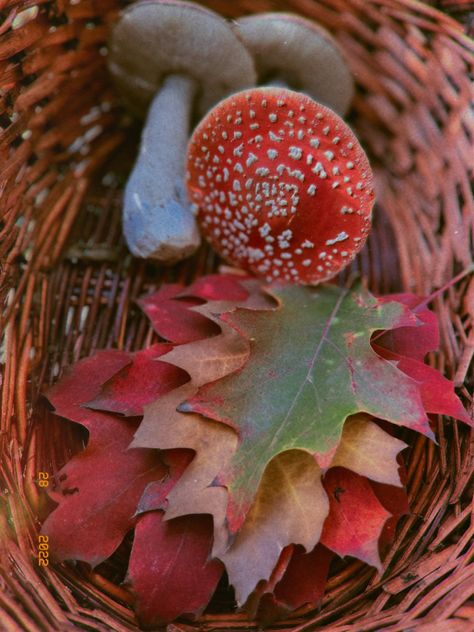 Amanita muscaria, autumn aesthetics, mushrooms, forest, red, autumn colours, autumn leaves, red oak, quercus rubra, autumn forest Earthy Red Aesthetic, Red Autumn Aesthetic, Ac Villager, Winter Patio, Fall Mushrooms, Cottagecore Autumn, Mushroom Core, Mushrooms Forest, Mushroom Aesthetic