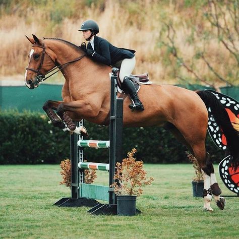 Pinterest ➳ ercequestrian Show Jumping Horses, English Riding, Hunter Jumper, Horse Blankets, Horse Equestrian, Horse Jumping, Equestrian Life, Cute Horses, Equine Photography