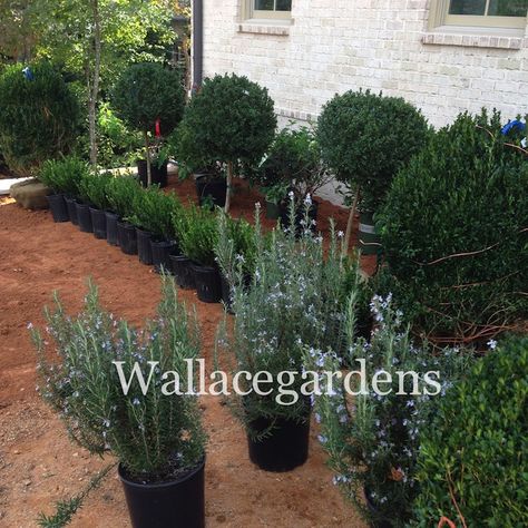 Rosemary 'Tuscan Blue' Front Landscape, Front Landscaping, Edible Plants, Rosemary, Garden Plants, Plants, Blue