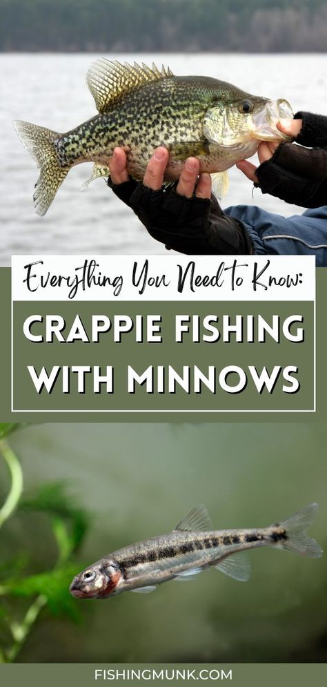 We are sharing all the details on everything you need to know when it comes to crappie fishing with minnows. If you want to know whether it is best to buy the minnows are catch them yourself, we have the answer. You will also learn which types of minnows are best to use for bait and so much more! Crappie Rigs, Minnow Trap, How To Catch Crappie, Crappie Bait, Fishing Tricks, Fish Chart, Celery Juice Benefits, Fish Types, Crappie Fishing Tips