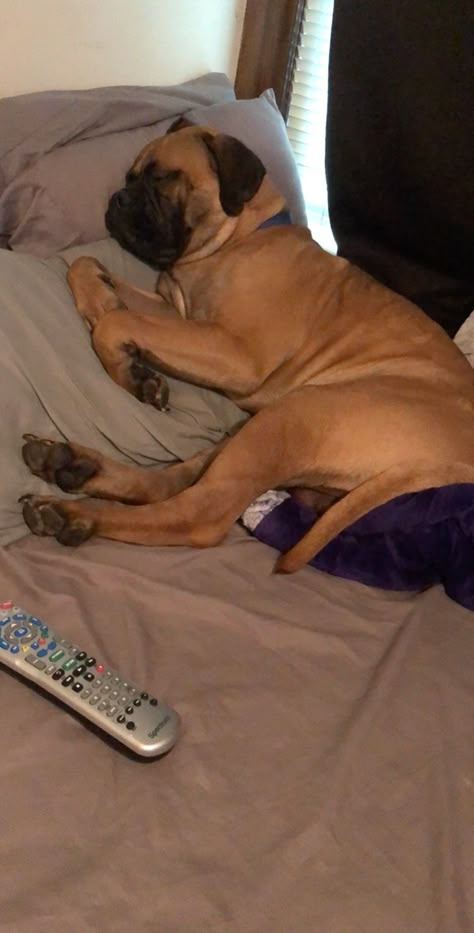 #sleeping #bullmastiff #tired Bullmastiff Dogs, Joey Dawson's Creek, Bull Mastiff Dogs, Bull Mastiff Puppies, Dawson's Creek, Mastiff Puppies, Mastiff Dogs, Pet Ideas, Exotic Animals